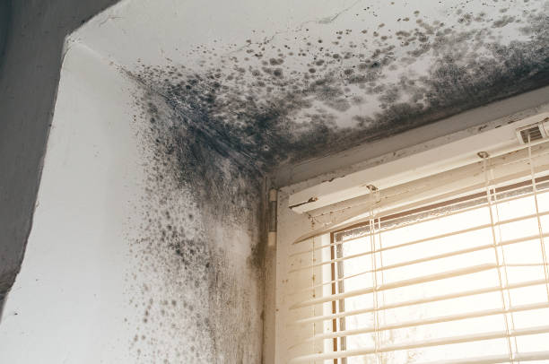 Affordable Mold Remediation solutions in Longmont, CO